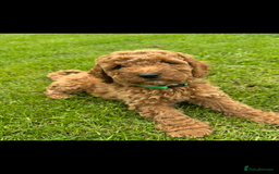 Cockapoo dogs for sale: Cockerpoo  in Carmarthen - Image 6