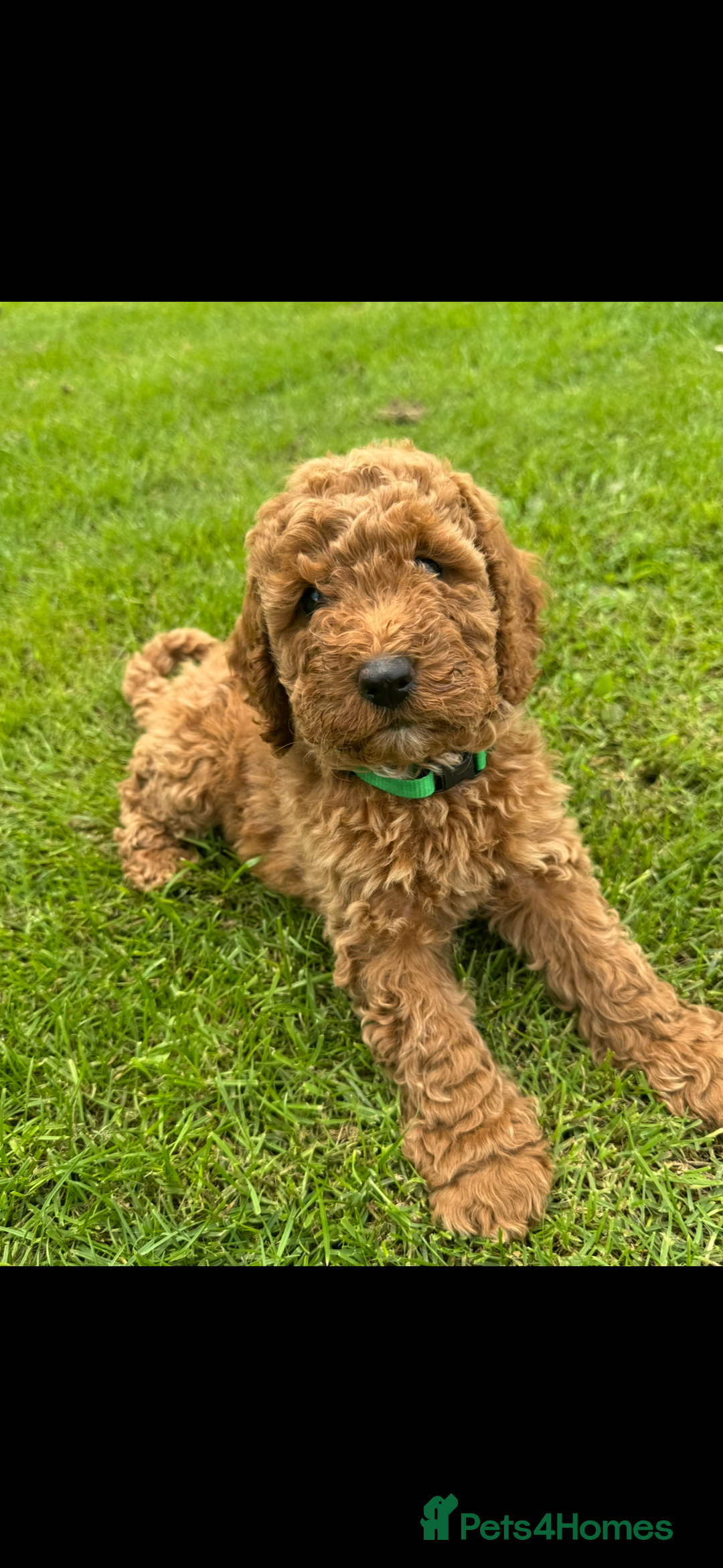 Cockapoo dogs for sale: Cockerpoo  in Carmarthen - Image 6