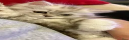 Persian cats for sale: Persian Kitten  in Hull - Advert 3