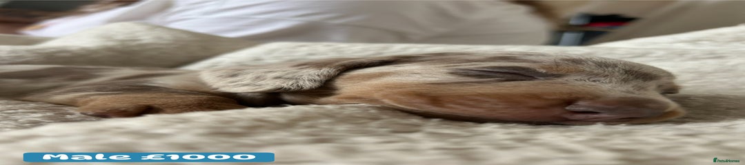 Miniature Dachshund Puppy 1