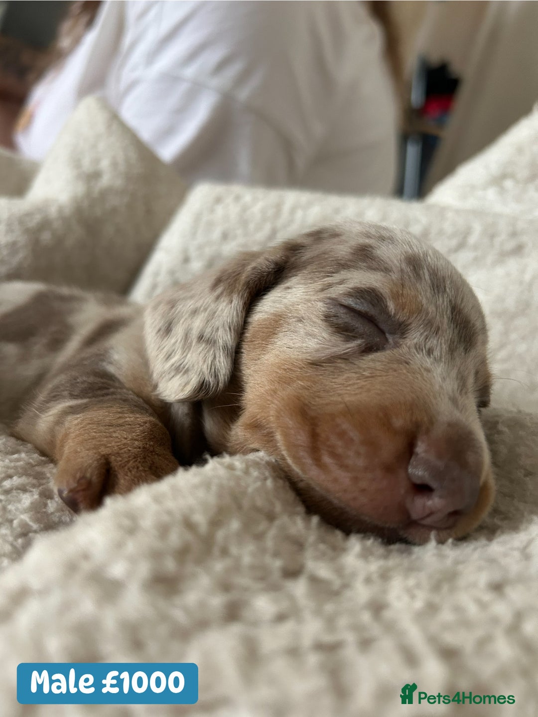 Miniature Dachshund dogs for sale: Miniature dachshund puppies excellent quality  - Image 3