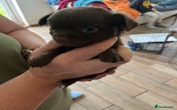 Chihuahua dogs for sale: Rare chocolate chihuahua puppies - Image 21