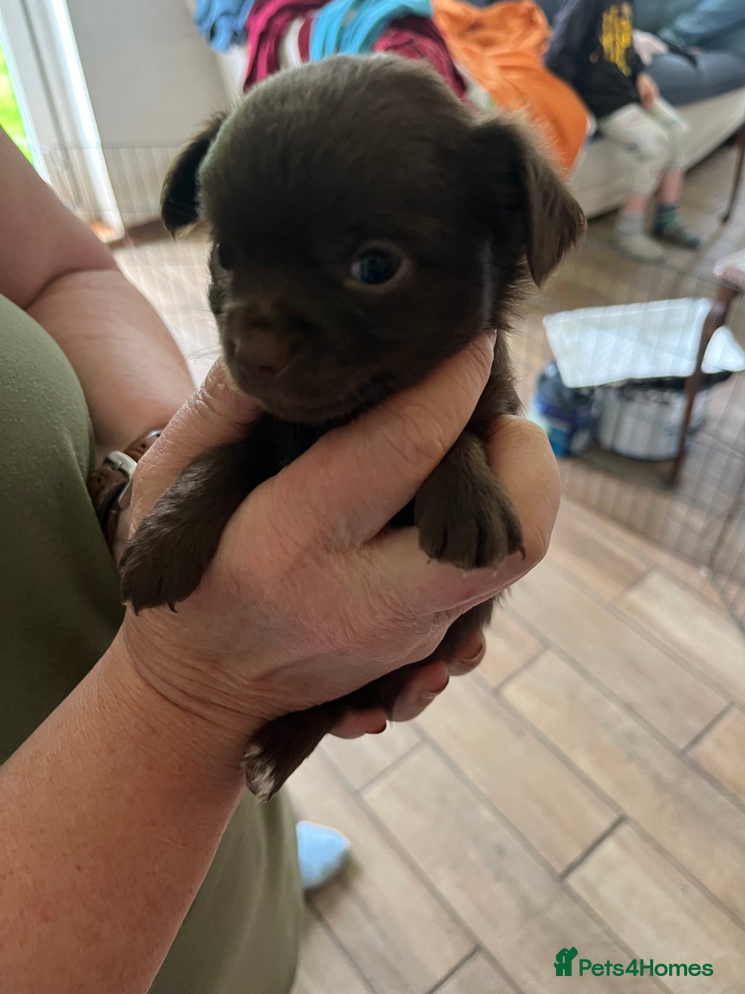 Chihuahua dogs for sale: Rare chocolate chihuahua puppies - Image 21