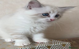 Siberian cats for sale: GCCF Registered Siberian Kitten For Sale  - Image 14