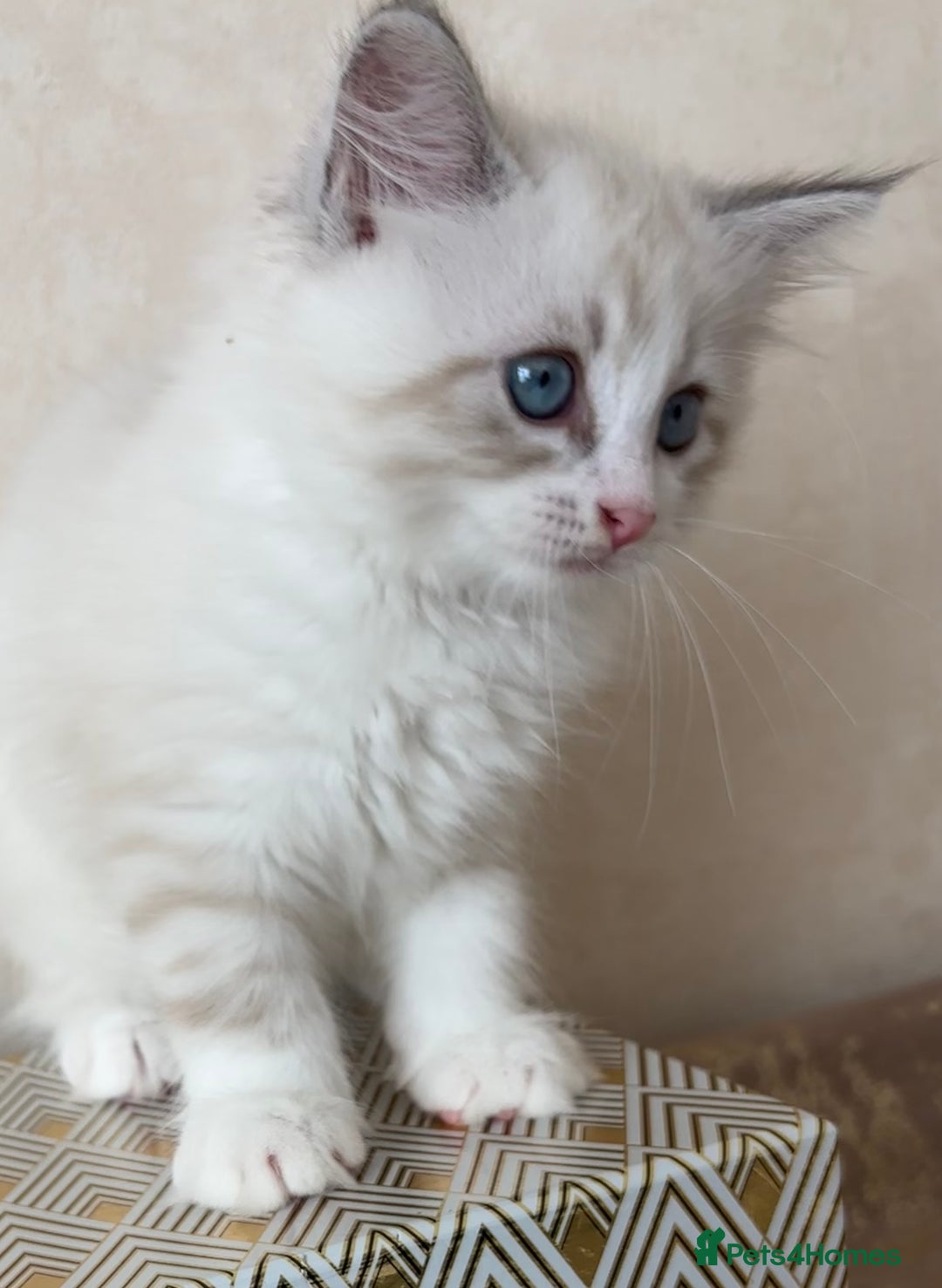 Siberian cats for sale: GCCF Registered Siberian Kitten For Sale  - Image 14