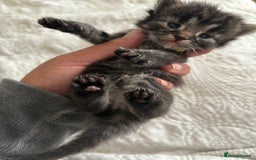 Maine Coon cats for sale: Adorable Kittens  - Image 16