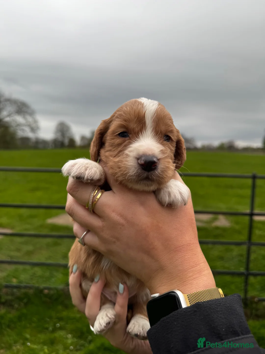 Cocker Spaniel dogs for sale: KC REGISTERED WORKING COCKER SPANIELS - Advert 1