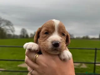 Cocker Spaniel dogs KC REGISTERED WORKING COCKER SPANIELS - Advert 10