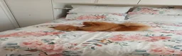 Pomeranian dogs for sale: Full breed pomeranian male puppy for sale - Advert 8