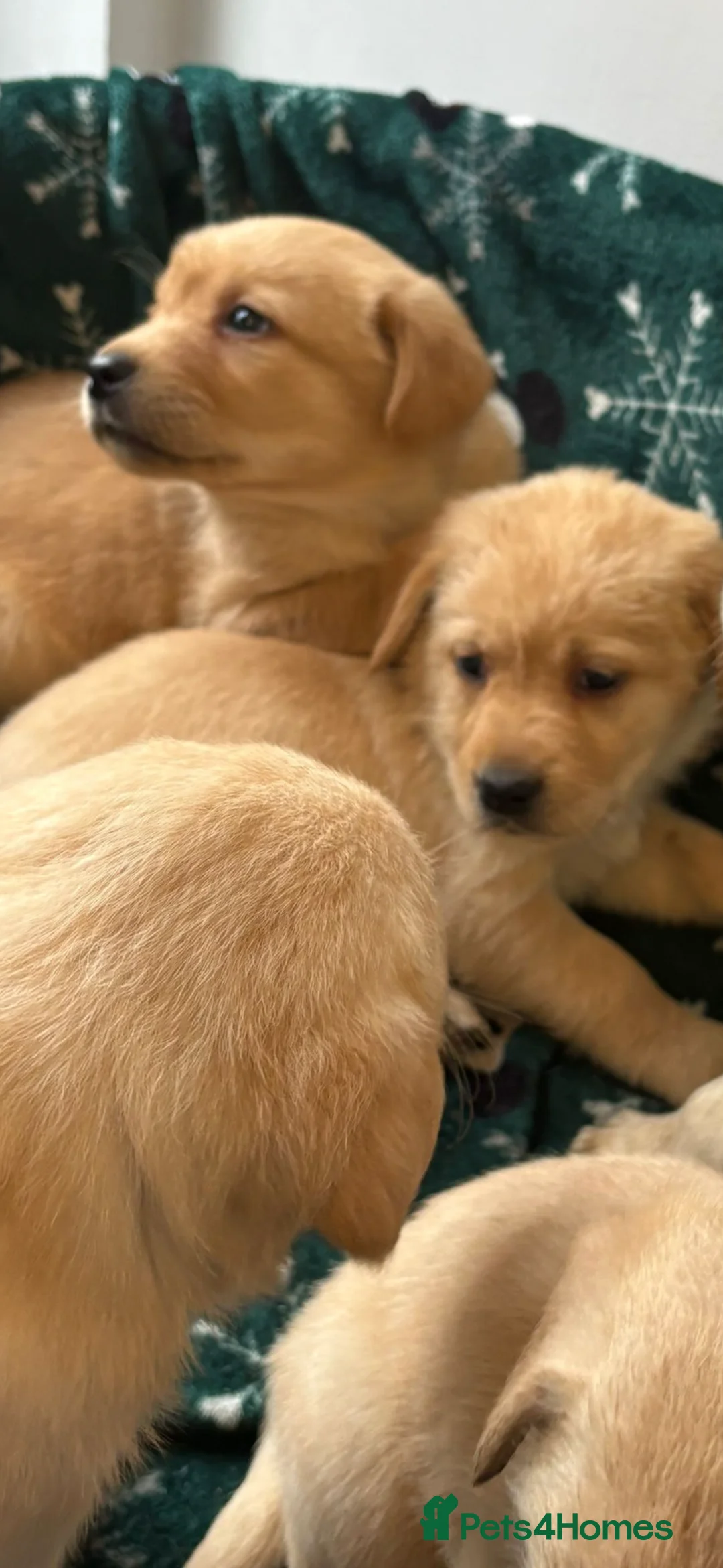 Labrador Retriever dogs for sale: Labrador pups - Advert 4