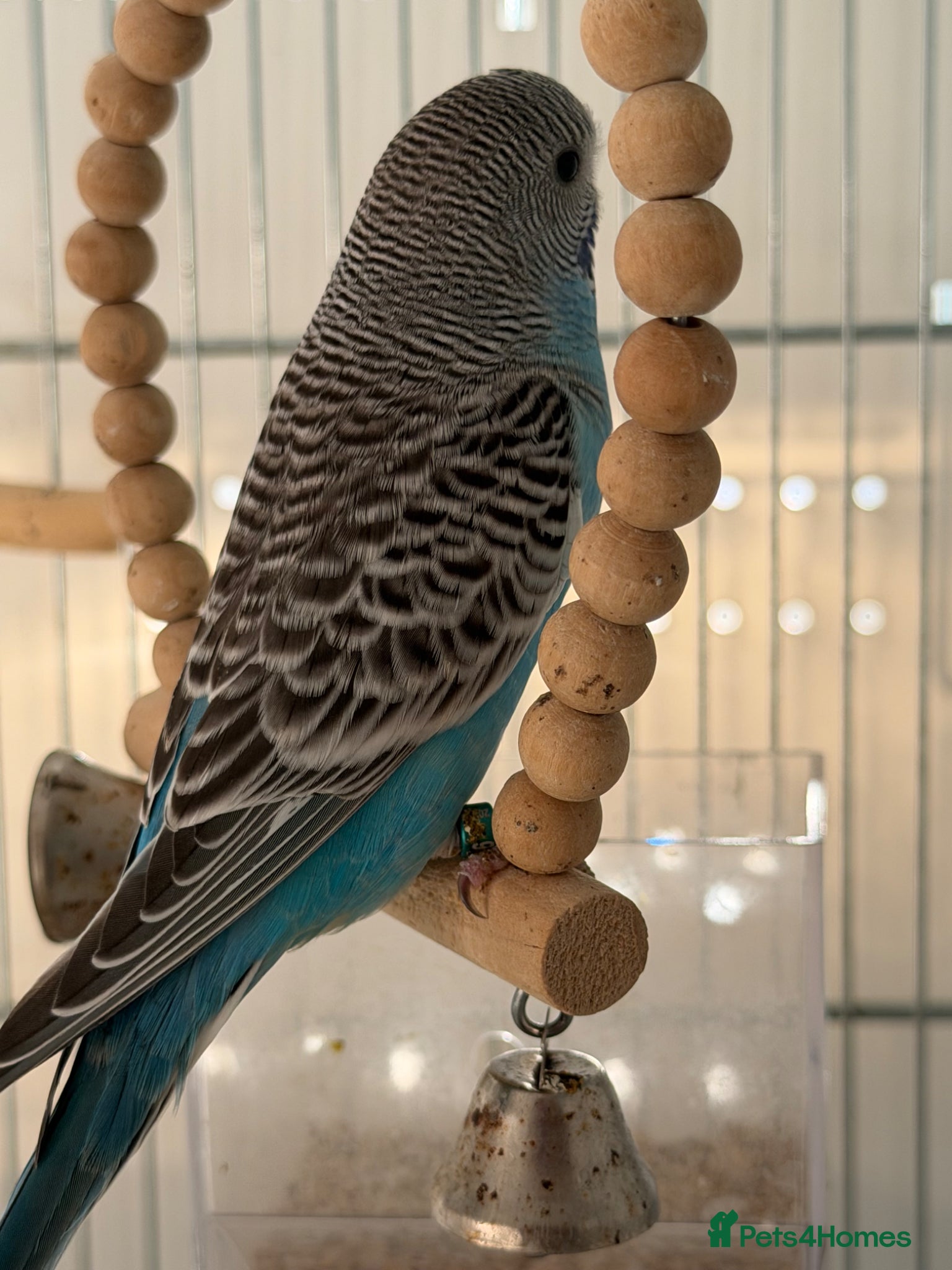 Budgerigars birds Hand Tame Boy Budgie Chick Ready This Weekend  - Advert 17