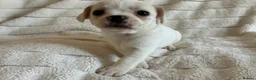 Mixed Breed dogs for sale: Mini Frenchies - Advert 14