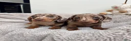 Miniature Dachshund dogs for sale: Miniature dachshund  - Advert 21