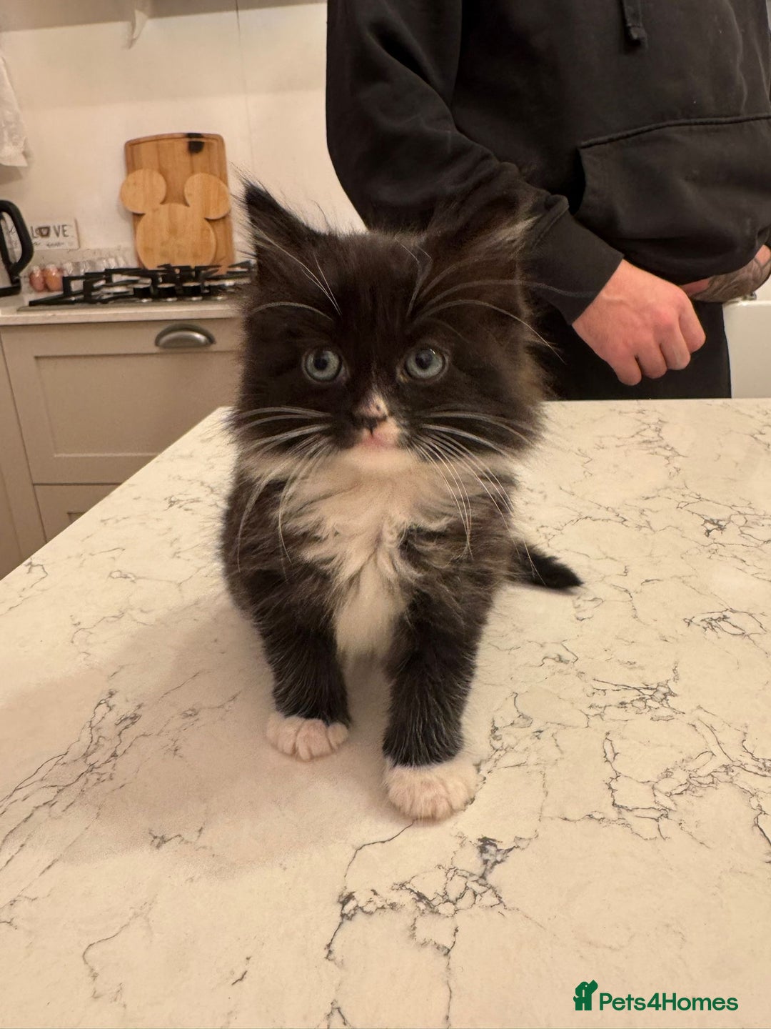 Mixed Breed cats for sale: 4 Beautfiul Kittens for Sale  - Advert 5