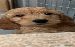 Miniature Poodle dogs for stud: Miniature poodle for stud. - Image 14