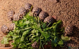 Hermann Tortoise reptiles for sale: Hermanns Tortoise  - Image 2