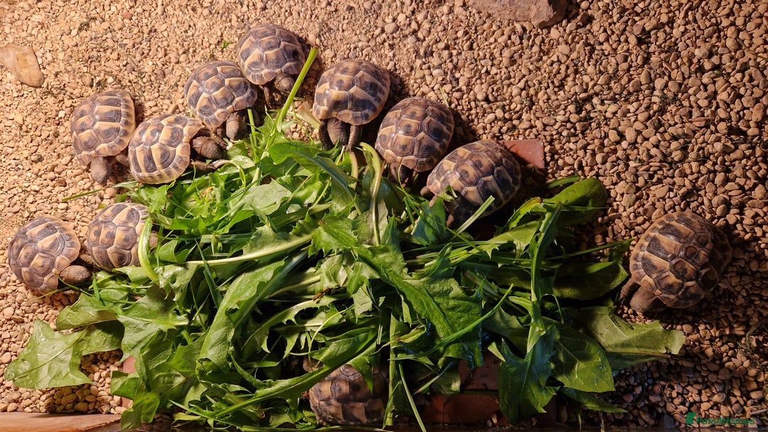 Hermann Tortoise reptiles for sale: Hermanns Tortoise  - Image 2