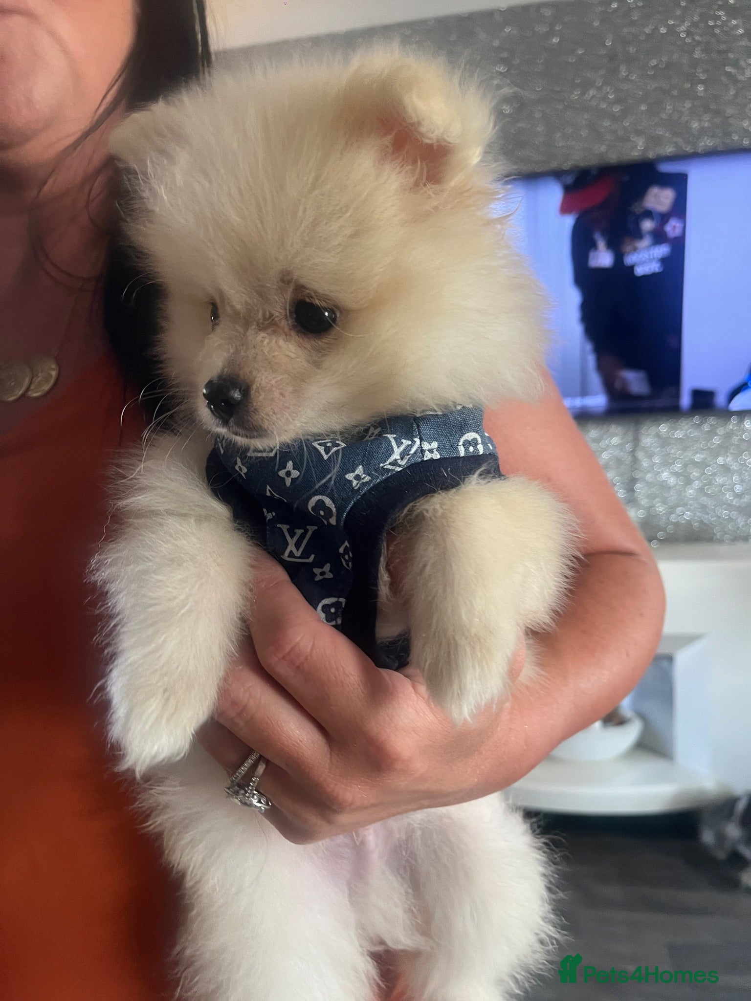Pomeranian dogs Stunning boy  Pomeranian puppy - Advert 1