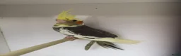 Cockatiels birds for sale: Baby pied cockatiels - Advert 2