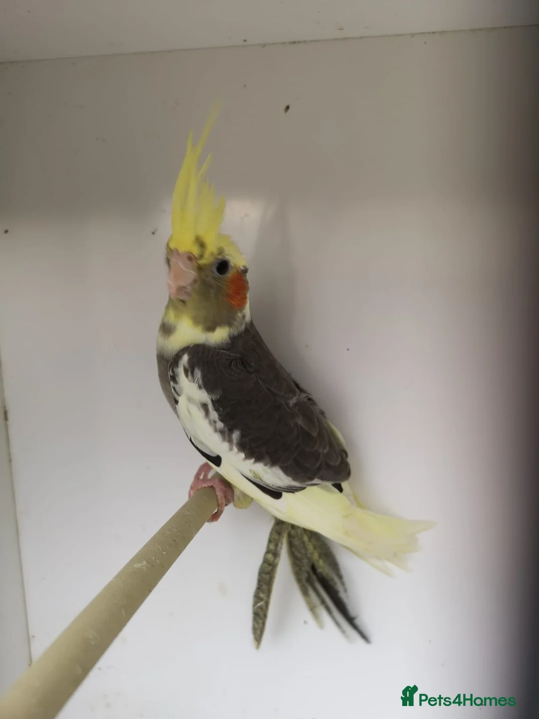 Cockatiels birds for sale: Baby pied cockatiels - Advert 2