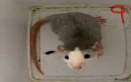 Rat rodents for sale: Mixed baby rats  - Image 9