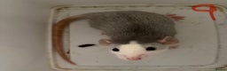 Rat rodents for sale: BABY RATS  . Beautiful tame babies  - Advert 7