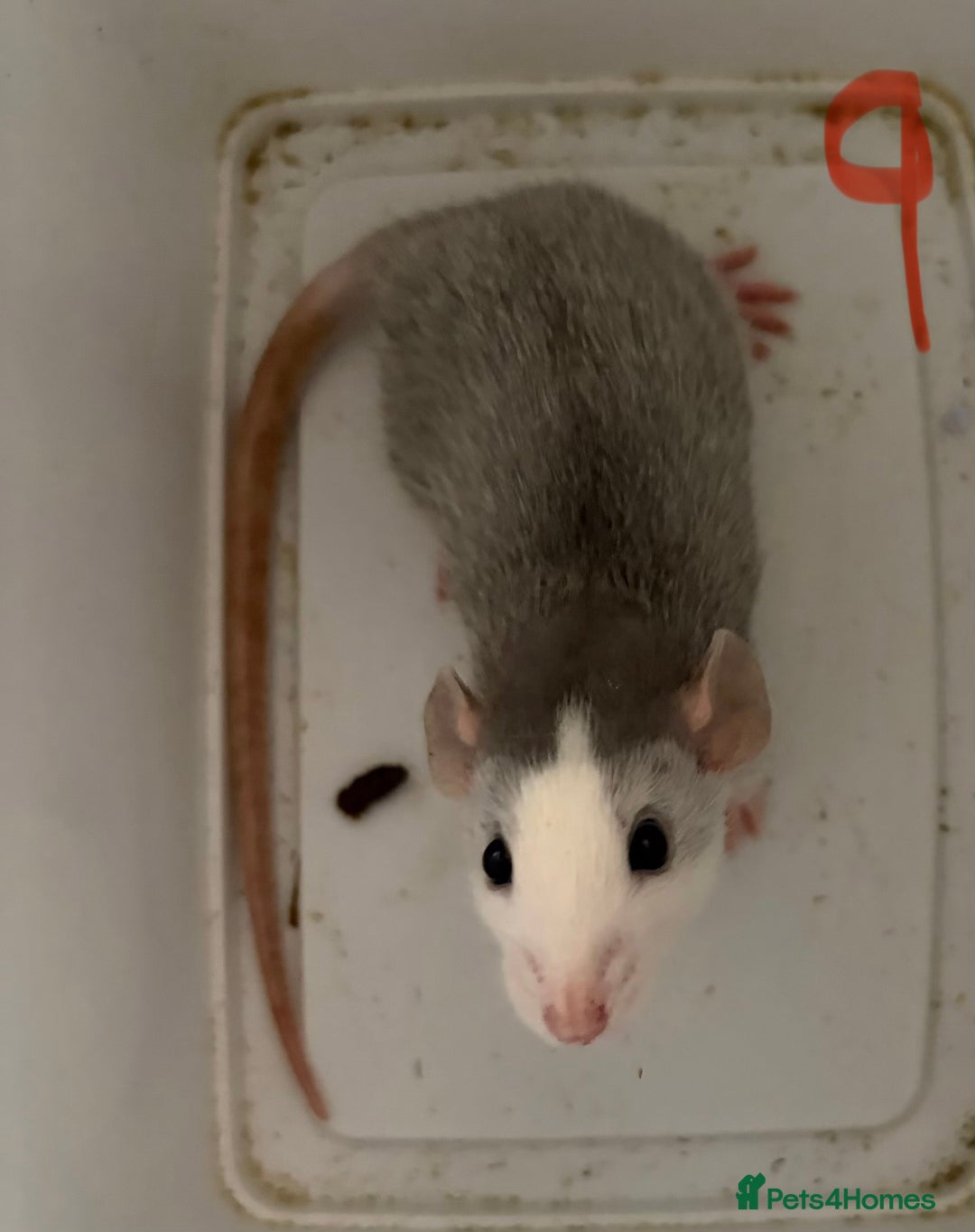 Rat rodents for sale: Mixed baby rats  - Image 9