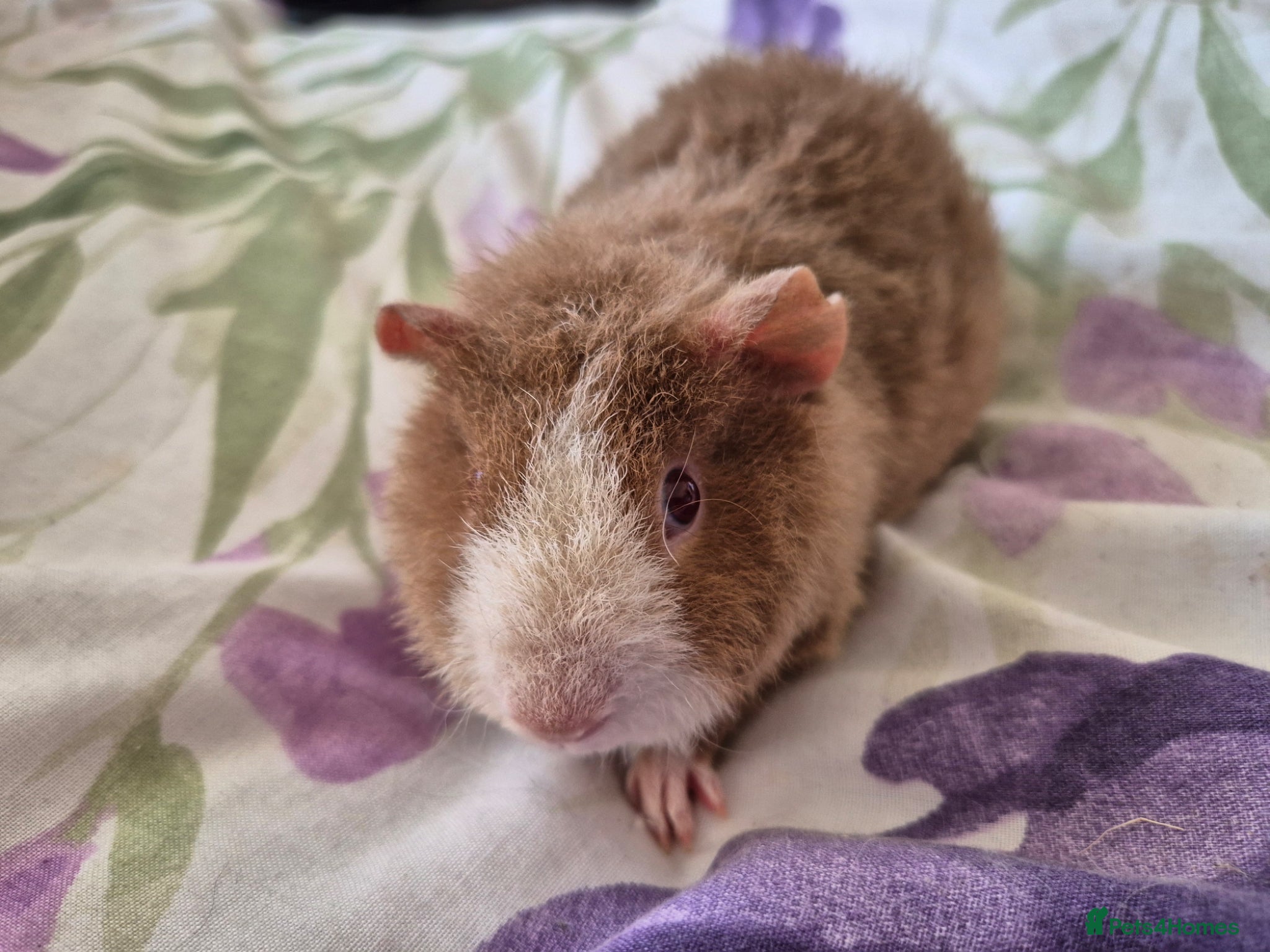 Guinea Pig rodents Baby male Teddy Guinea pig - Advert 12