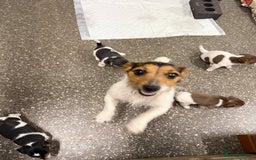 Jack Russell dogs for sale: Tiny Jack Russell pups  - Image 11