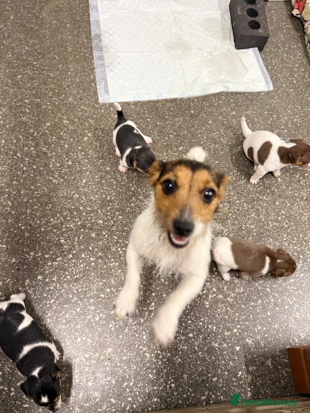 Jack Russell dogs for sale: Tiny Jack Russell pups  - Image 11
