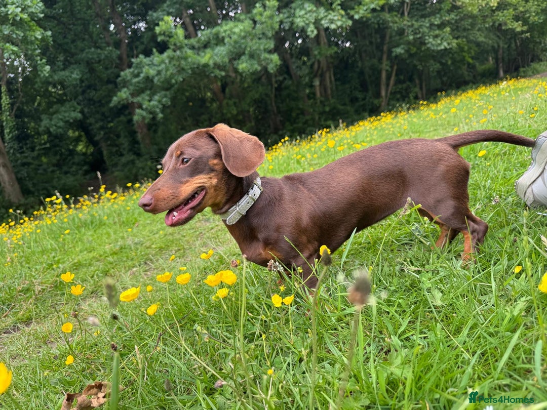 Miniature Dachshund dogs for sale: Miniature dachshund  - Advert 3