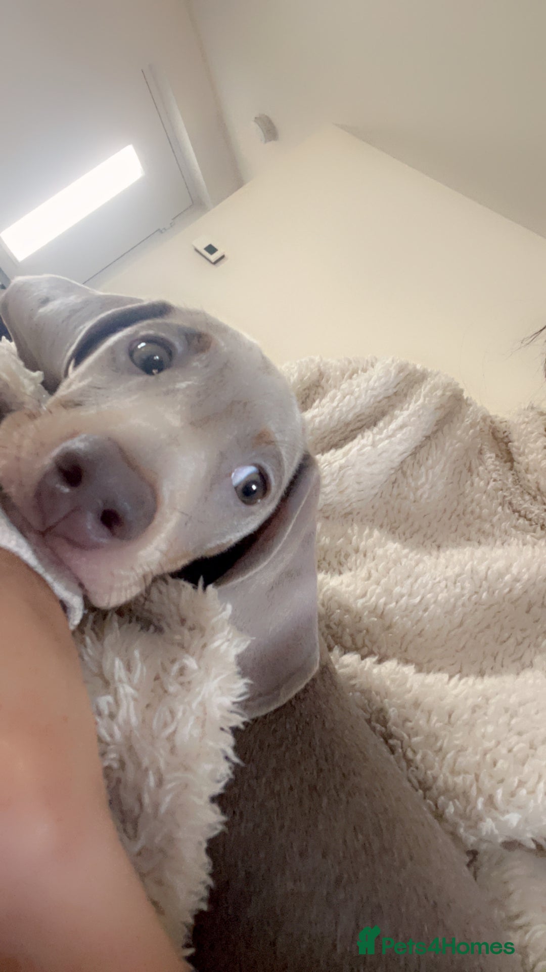 Miniature Dachshund dogs for sale: Loving Home needed for Bleu 💙 - Image 5
