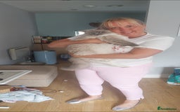 Ragdoll cats for sale: Ragdoll Male - Image 1