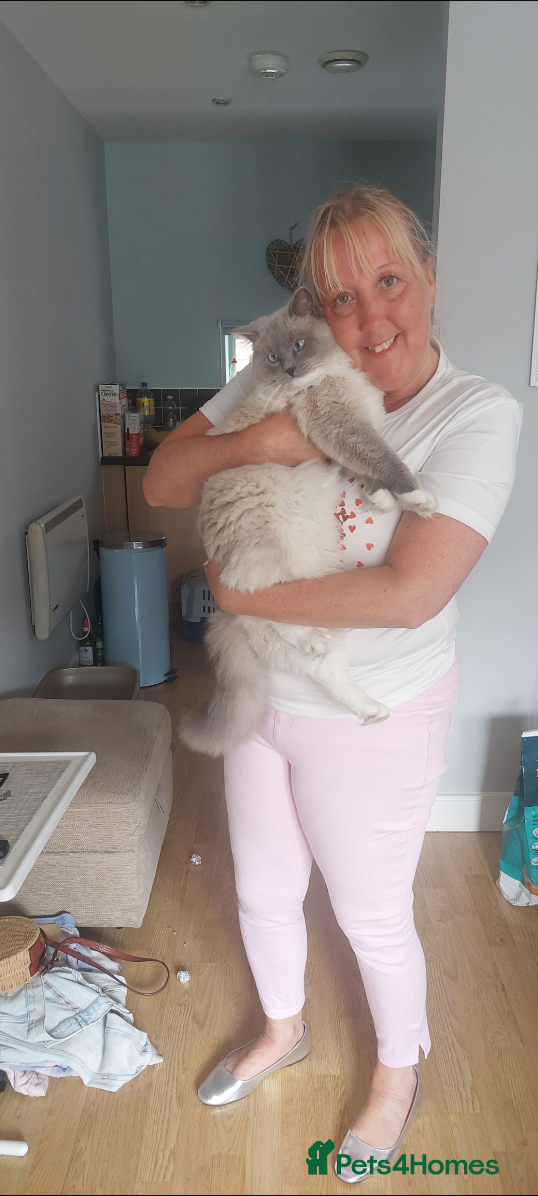 Ragdoll cats for sale: Ragdoll Male - Image 1