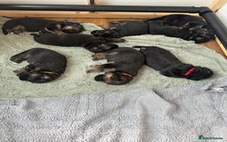 German Shepherd dogs for sale: Only 1 boy left Kc German Shepherd Puppies in Canvey Island - Image 18