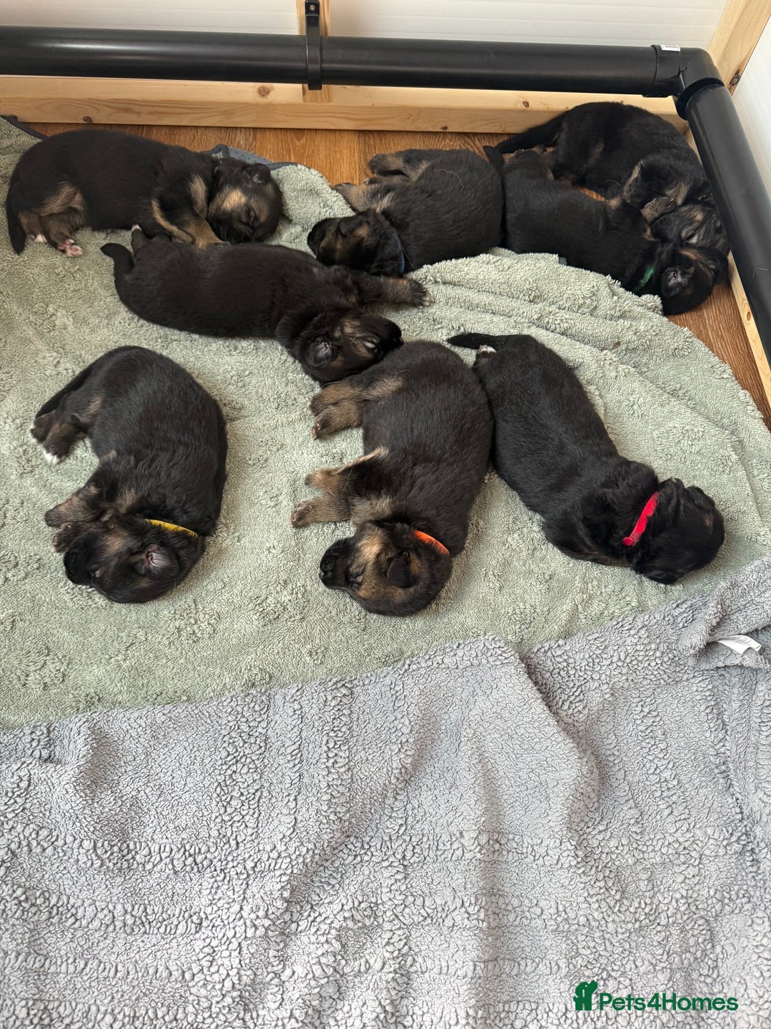 German Shepherd dogs for sale: Only 1 boy left Kc German Shepherd Puppies in Canvey Island - Image 18