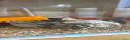 Chickens poultry for sale: Serama chicks and hatching eggs  - Advert 17