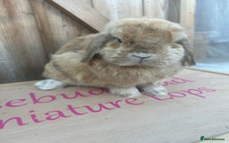 Mini Lop rabbits for sale: Neutered mini lop buck - Image 1