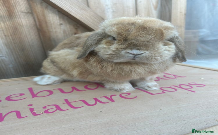 Mini Lop rabbits - Advert 1