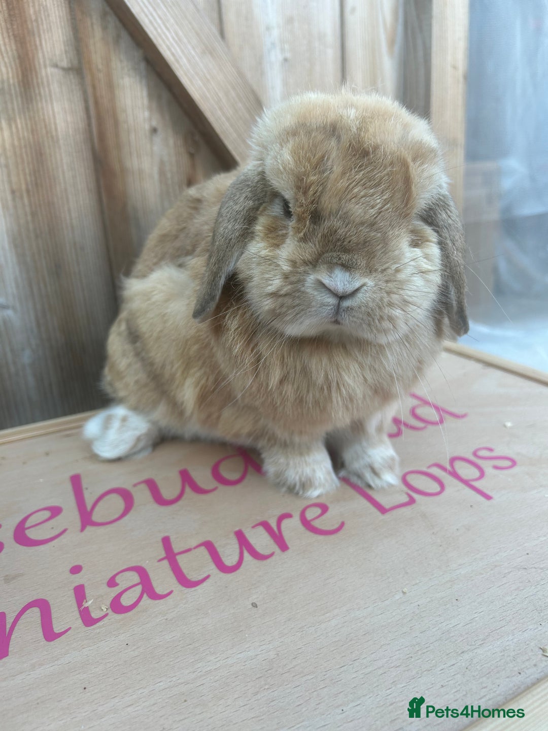 Mini Lop rabbits for sale: Neutered mini lop buck - Image 1