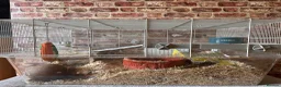 Gerbil rodents for sale: Male Gerbils, cage and accessories! - Advert 4