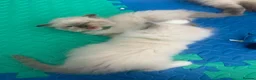 Ragdoll cats for sale: Beautiful Ragdoll Kittens  - Advert 22