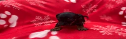 Miniature Dachshund dogs for sale: ****6 beautiful boys 💙💙*** - Advert 15