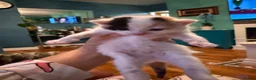 Persian cats for sale: Stunning persian kittens - Advert 20