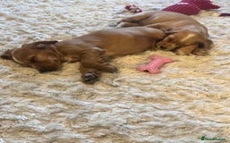 Cocker Spaniel dogs for sale: Stunning Litter KC Reg Show Cocker Spaniel Puppies - Image 17