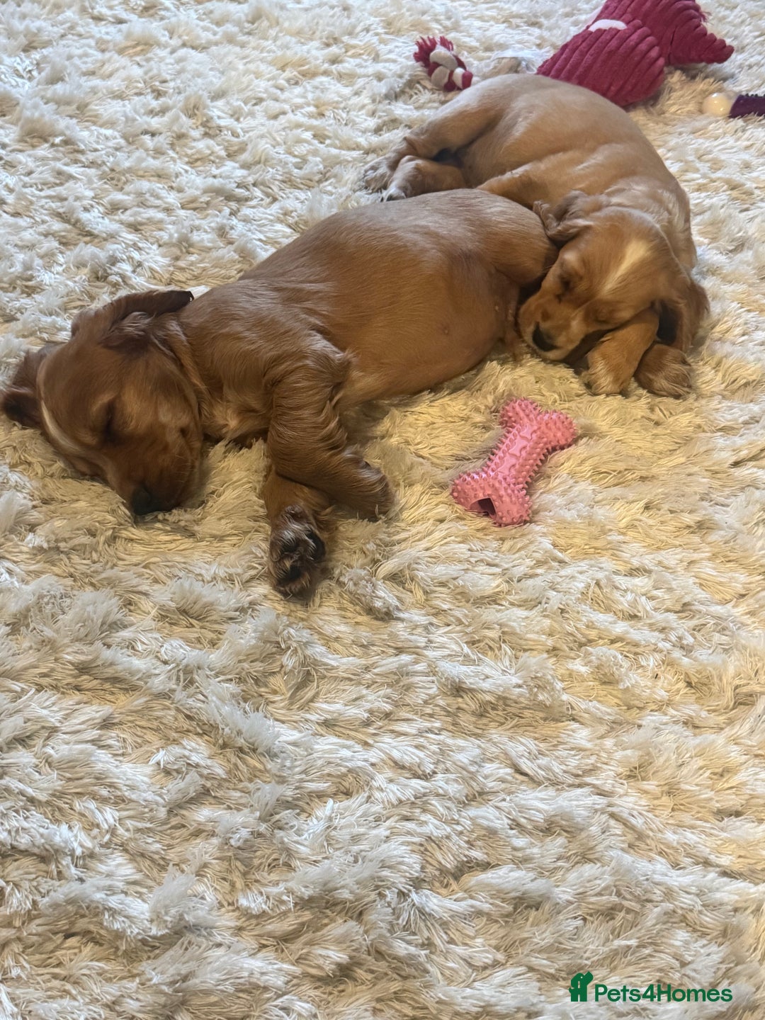 Cocker Spaniel dogs for sale: Stunning Litter KC Reg Show Cocker Spaniel Puppies - Image 17