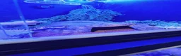 Python Snake reptiles for sale: Ball pythan and set up £150 - Advert 2