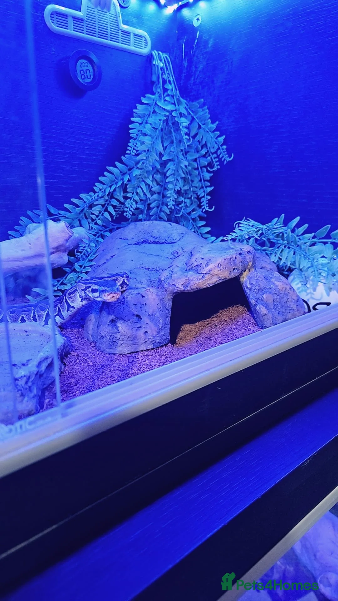 Python Snake reptiles for sale: Ball pythan and set up £150 - Advert 2