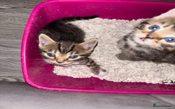 Mixed Breed cats for sale: Half bengals  - Image 18