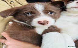 Border Collie dogs for sale: Pure Bred Border Collie Puppies For Sale - Image 18